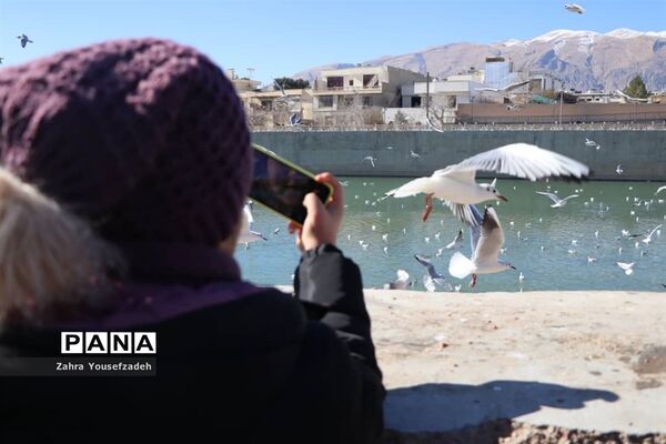پرندگان مهاجر مهمان این روزهای شیراز