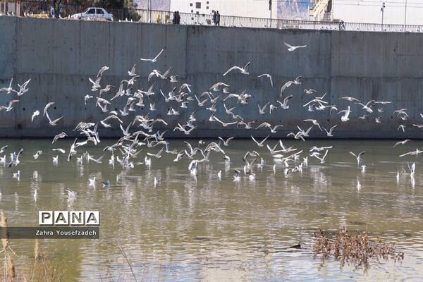 پرندگان مهاجر مهمان این روزهای شیراز