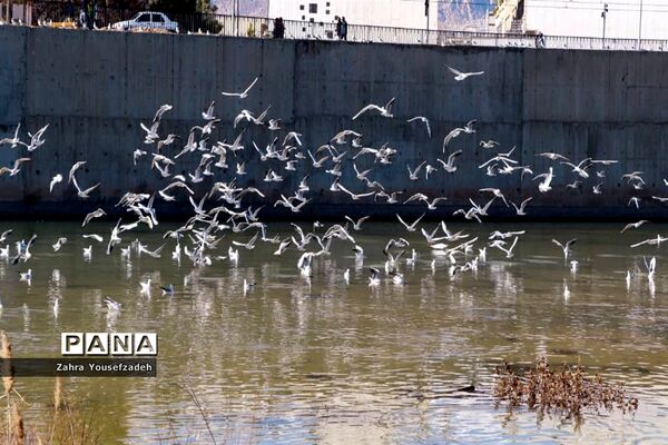 پرندگان مهاجر مهمان این روزهای شیراز