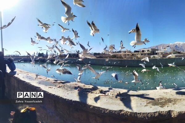 پرندگان مهاجر مهمان این روزهای شیراز