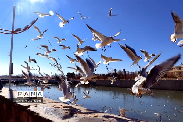 پرندگان مهاجر مهمان این روزهای شیراز