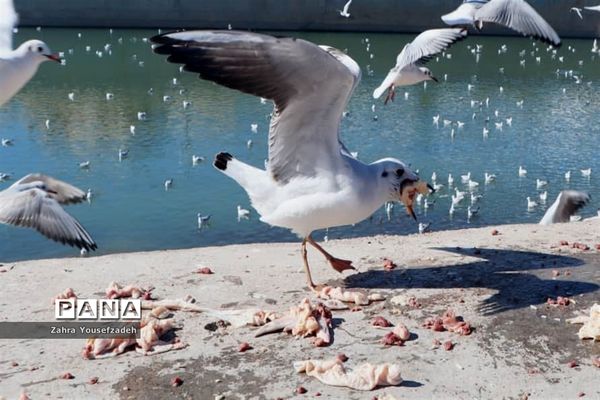 پرندگان مهاجر مهمان این روزهای شیراز