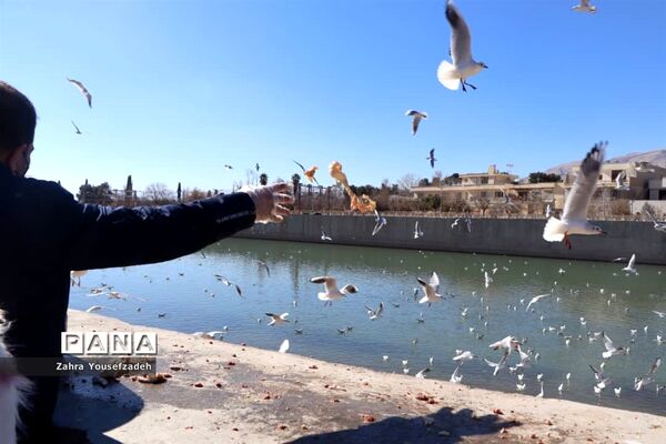 پرندگان مهاجر مهمان این روزهای شیراز