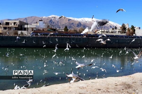 پرندگان مهاجر مهمان این روزهای شیراز