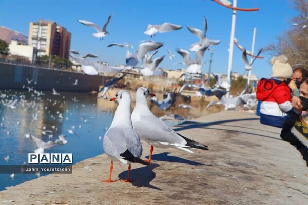 پرندگان مهاجر مهمان این روزهای شیراز