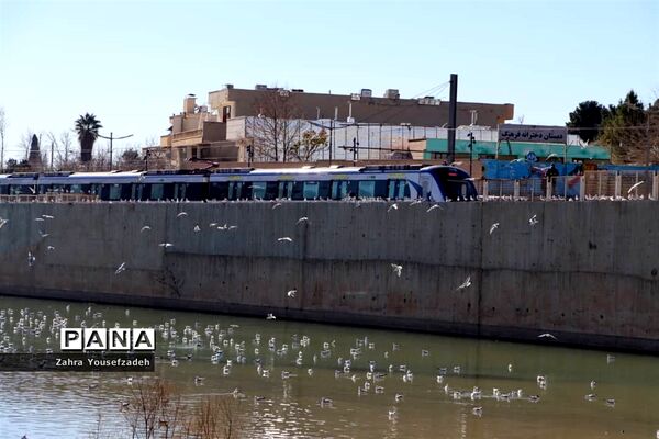 پرندگان مهاجر مهمان این روزهای شیراز