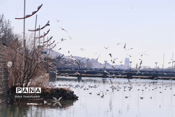 پرندگان مهاجر مهمان این روزهای شیراز