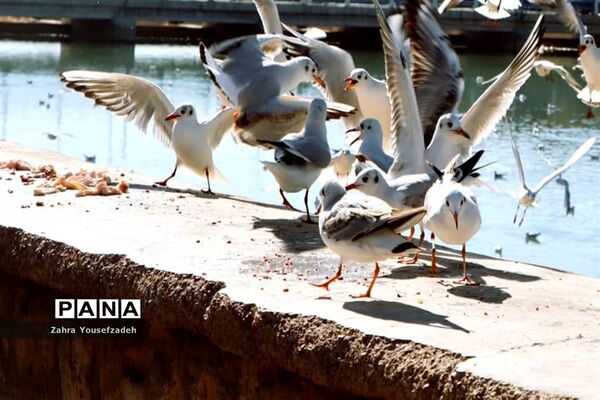 پرندگان مهاجر مهمان این روزهای شیراز