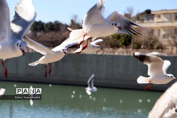 پرندگان مهاجر مهمان این روزهای شیراز