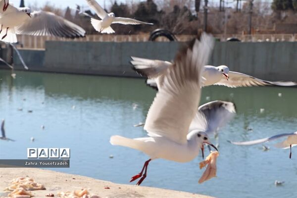 پرندگان مهاجر مهمان این روزهای شیراز