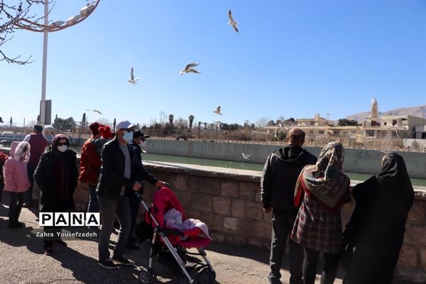پرندگان مهاجر مهمان این روزهای شیراز