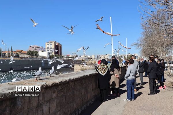 پرندگان مهاجر مهمان این روزهای شیراز