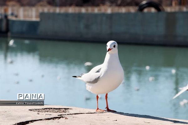 پرندگان مهاجر مهمان این روزهای شیراز