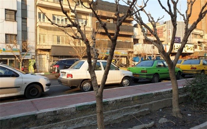 فیلم مربوط به موش‌های درختی برای ۲سال پیش است