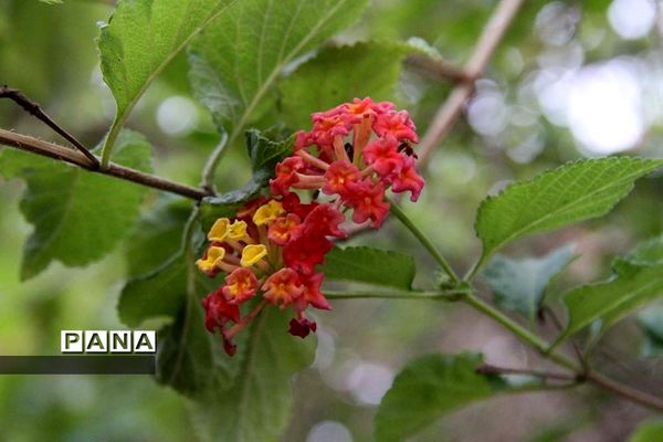 طبیعت زیبای بهبهان