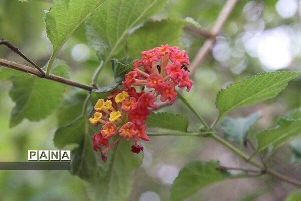 طبیعت زیبای بهبهان