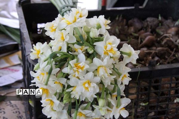 طبیعت زیبای بهبهان