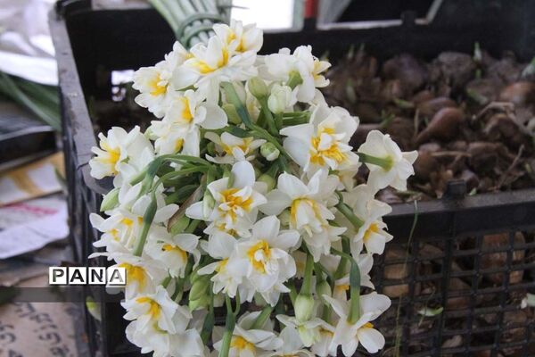 طبیعت زیبای بهبهان