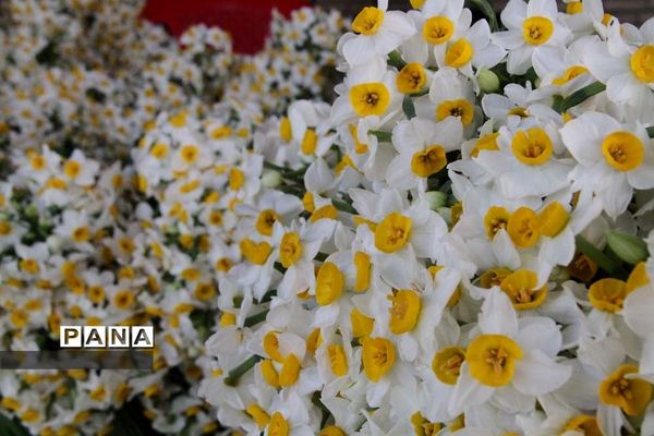 طبیعت زیبای بهبهان