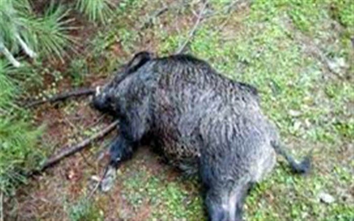 دستگیری 2 شکارچی غیرمجاز گراز وحشی در هریس