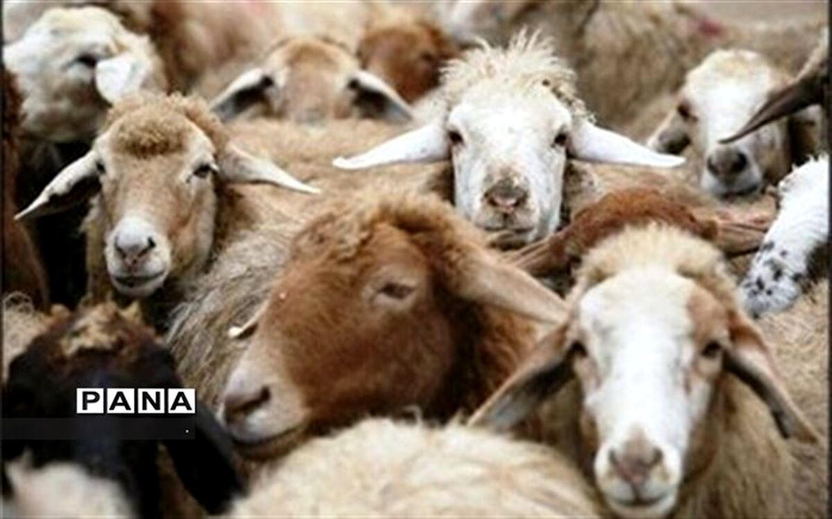 صادرات دام سبک به سازمان تعاون روستایی واگذار شد