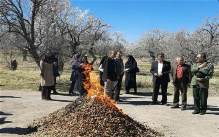 همکاری باغداران شهر کاج در آفت زدایی باغات