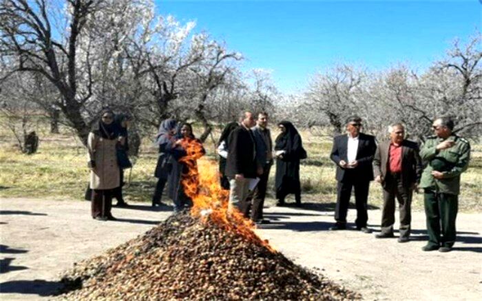 همکاری باغداران شهر کاج در آفت زدایی باغات