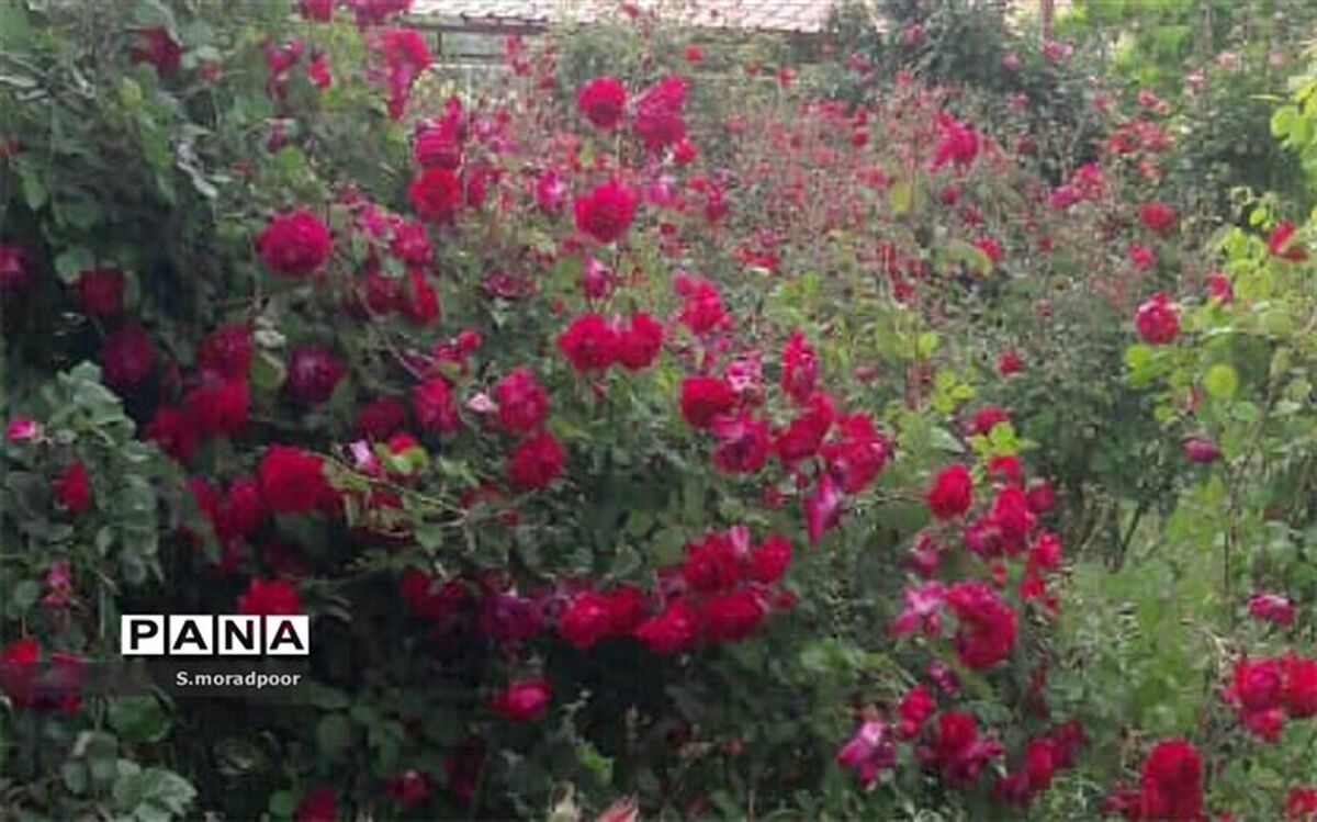 معلمی در مناطق محروم عشق و خدمت خالصانه است