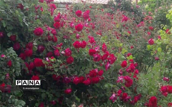 معلمی در مناطق محروم عشق و خدمت خالصانه است