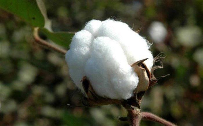 برداشت ۱۰ هزار تُن پنبه از مزارع فسا 