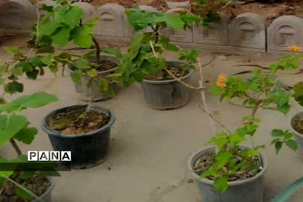 آیین نهال کاری توسط مدافعان سلامت در شهرستان کارون