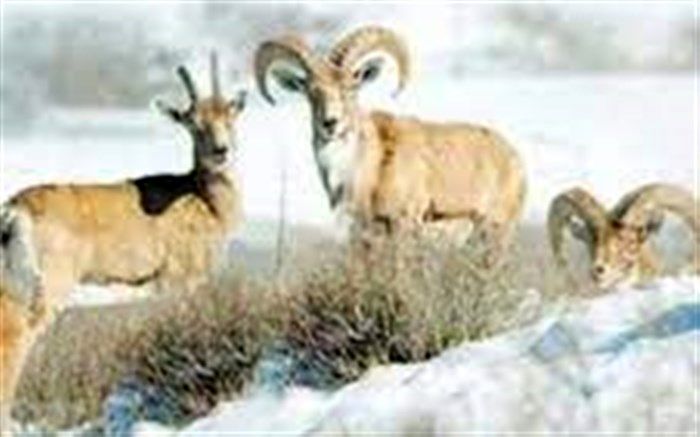 افزایش جمعیت پستانداران وحشی علفخوار در استان قزوین
