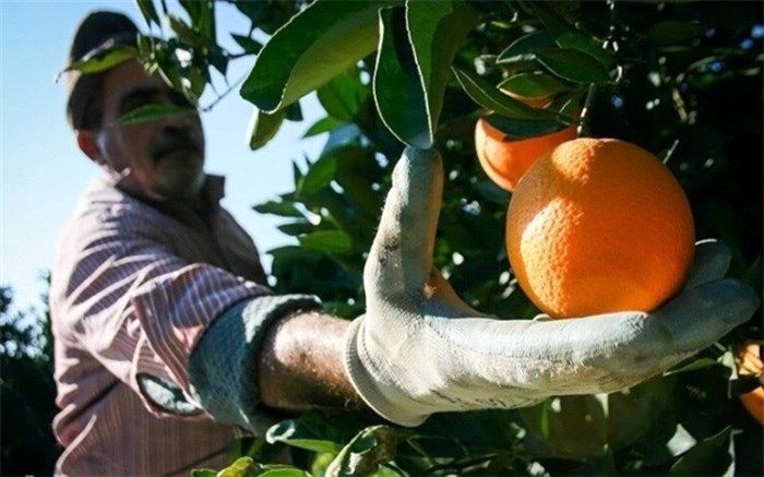 چرا رشد اقتصادی بخش کشاورزی منفی شد