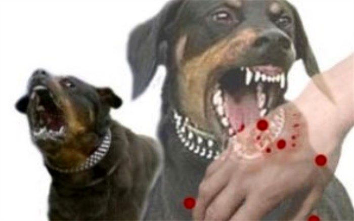 مرگ دو تهرانی بر اثر بیماری هاری