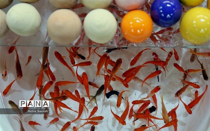 ماهی‌ها چگونه با هم حرف می‌زنند؟