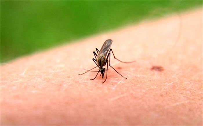 پشه‌‌ها از کدام رنگ‌ها فرار می‌کنند؟