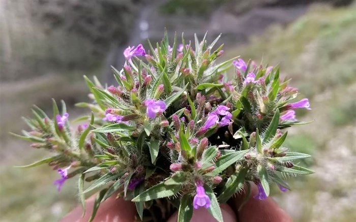 خواص عجیب کاکوتی