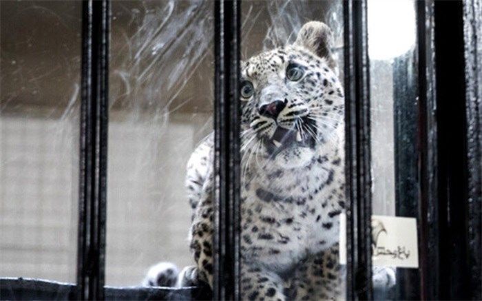 «ماوی» تلف شد