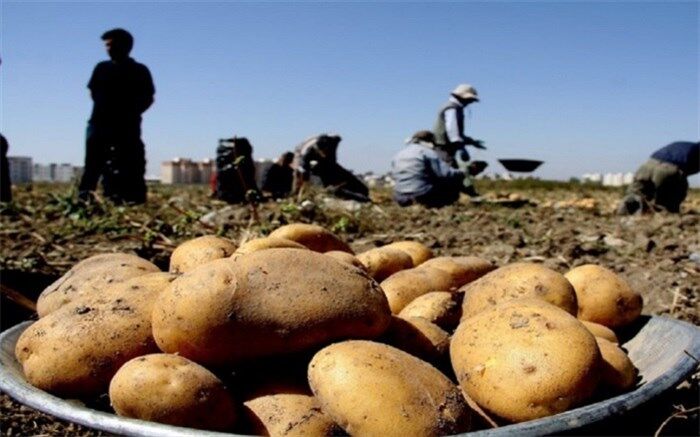 وجود ۲۰ هزار تن سیب‌زمینی مازاد در آذربایجان‌شرقی