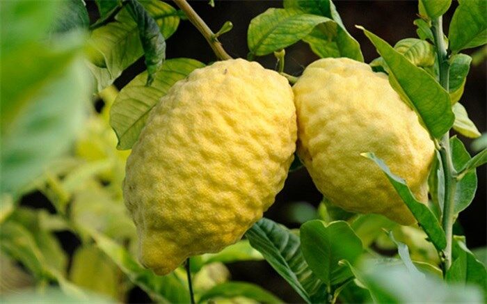 چه میوه‌ای برای نفخ شکم بسیار مفید است؟