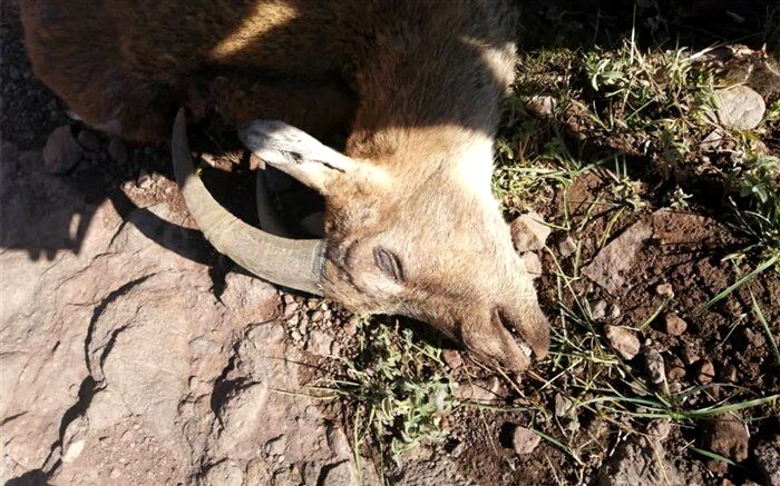 شیوع مجدد بیماری طاعون نشخوارکنندگان کوچک در طالقان