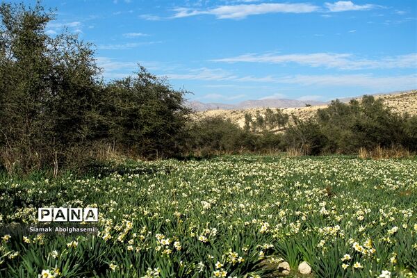 نرگس‌زارهای کازرون
