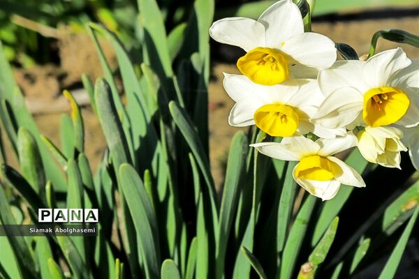 نرگس‌زارهای کازرون