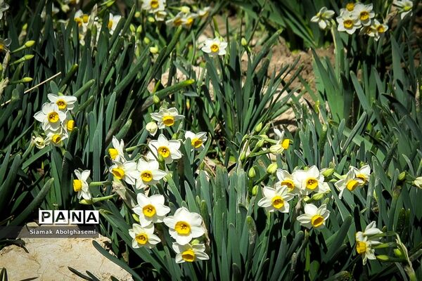 نرگس‌زارهای کازرون