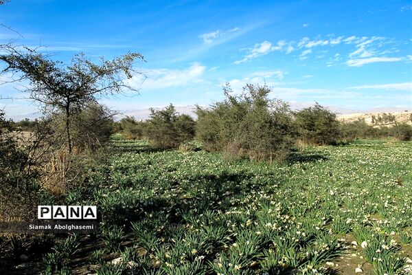 نرگس‌زارهای کازرون