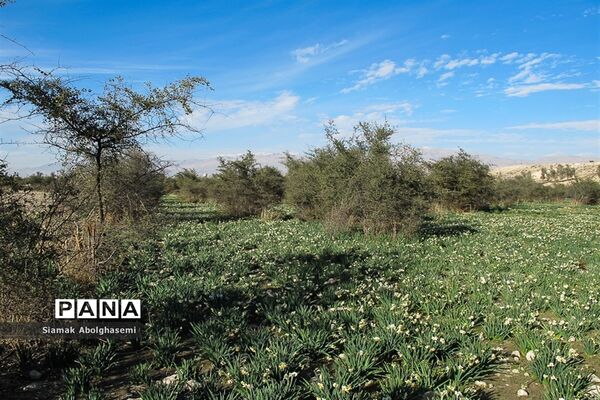 نرگس‌زارهای کازرون