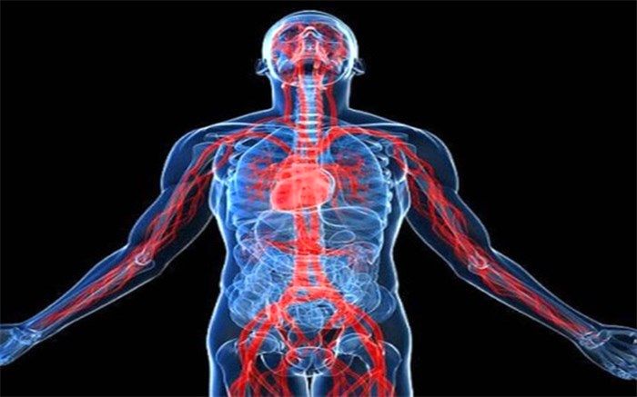 11 عضو که بدون آنها هم می‌توان زندگی کرد