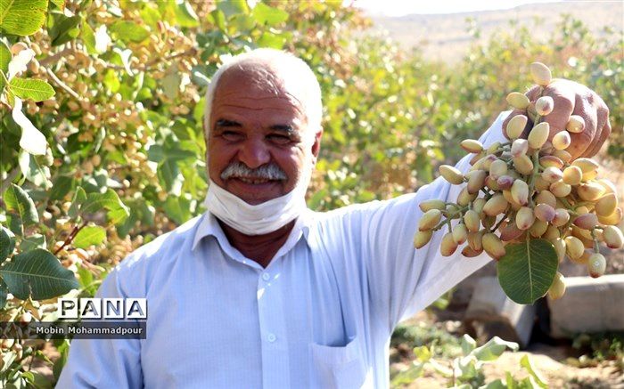 اولین گام وزارت جهاد کشاورزی برای صدور شناسنامه باغات کشور