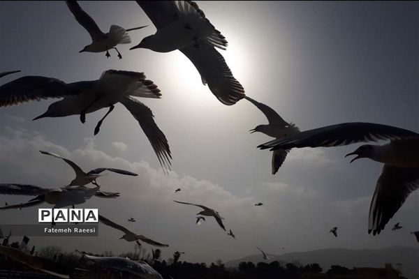 پرندگان مهاجر میهمان این روزهای شیراز