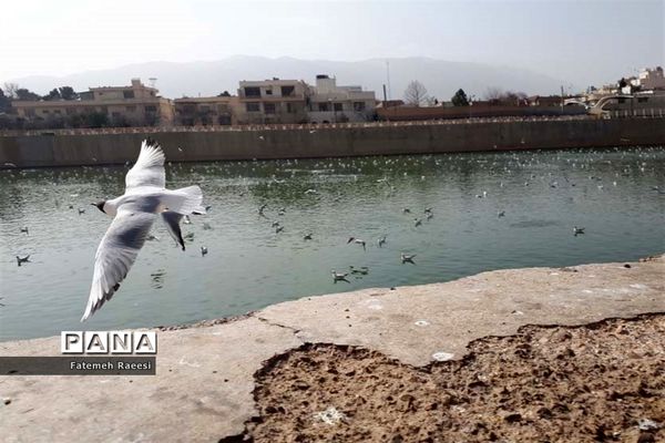 پرندگان مهاجر میهمان این روزهای شیراز